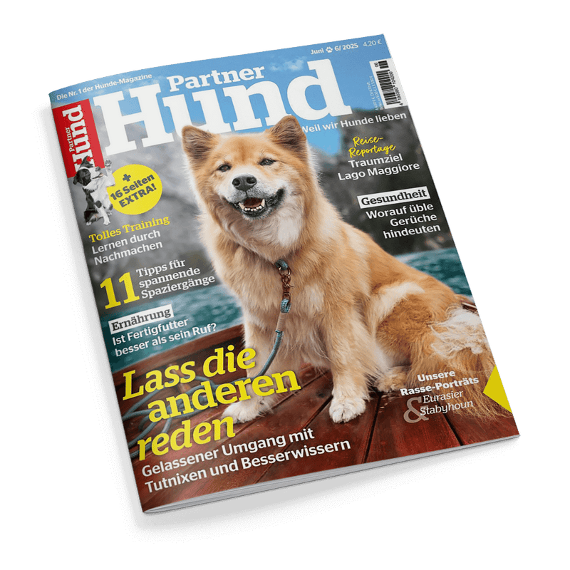 Titelblatt der Zeitschrift „Partner Hund“, Ausgabe Juni 2025, mit einem rotbraunen, struppigen Hund mit dunkler Schnauze und heller Brust zentral auf dem Cover, davor Leine sichtbar, Hintergrund Holzterrasse und Wasser. Schlagzeilen u. a.: „Lass die anderen reden“, „11 Tipps für spannende Spaziergänge“, „Ernährung – Ist Fertigfutter besser als sein Ruf?“, „Rasse-Porträts: Eurasier & Stabijhoun“ sowie „Gesundheit – Woran üble Gerüche hindeuten“.