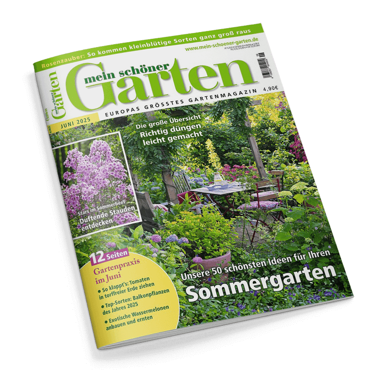 Titelbild des Gartenmagazins „mein schöner Garten“ für Juni 2025 mit dem Hauptthema „Unsere 50 schönsten Ideen für Ihren Sommergarten“, darunter ein Foto eines bunt bepflanzten Gartens mit Gartenmöbeln; weitere Texte: „Richtig düngen leicht gemacht“, „Duftende Stauden entdecken“, „Gartenpraxis im Juni“ mit Tipps zu Tomaten, Balkonpflanzen und Wassermelonen, oben gelber Schriftbalken: „Rosenzauber: So kommen kleinblütige Sorten ganz groß raus“.