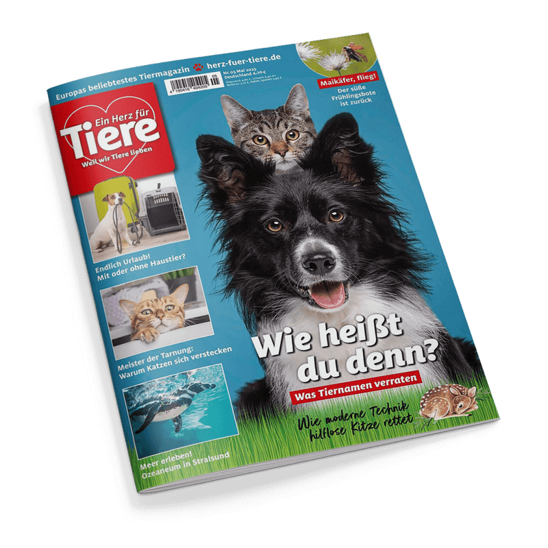 Titelbild der Zeitschrift „Ein Herz für Tiere“ mit großem Foto eines schwarz-weißen Hundes im Vordergrund und einer grau-getigerten Hauskatze im Hintergrund vor blauem Hintergrund mit grünem Gras am unteren Rand; Hauptüberschrift: „Wie heißt du denn? – Was Tiernamen verraten“, weitere Texte: „Wie moderne Technik hilflose Kitze rettet“, „Endlich Urlaub! Mit oder ohne Haustier?“, „Meister der Tarnung: warum Katzen sich verstecken“, „Meer erleben! Ozeaneum in Stralsund“.