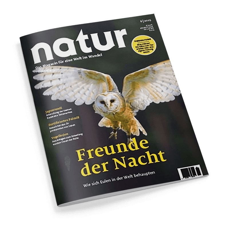 Titelbild der Zeitschrift „natur“ Ausgabe 6/2025 mit großformatigem Foto einer fliegenden Schleiereule vor unscharfem, dunklem Hintergrund, darüber weißer Zeitschriftentitel „natur“ und gelbe Hauptüberschrift „Freunde der Nacht“, Untertitel: „Wie sich Eulen in der Welt behaupten“; seitlich kleinere Artikelhinweise u. a. zu Jaguarundi, zertifiziertem Palmöl und Vorzeigezoo, rechts oben gelber Kreis mit Hinweis auf Schwerpunktthema.