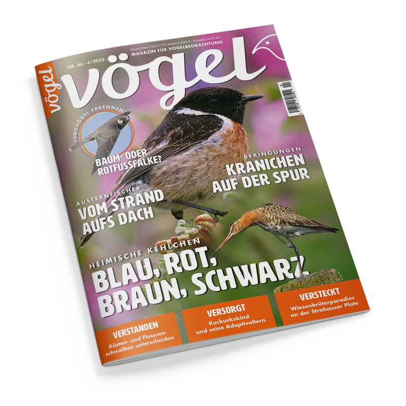 Titelblatt der Zeitschrift „vögel“, Ausgabe Nr. 86 / 4 / 2025, mit dem Untertitel „Magazin für Vogelbeobachtung“. Auf grün-violettem Hintergrund sind zwei Vögel zu sehen: oben ein rot-braun-weiß gefärbtes Schwarzkehlchen auf einem Zweig, unten ein längerschnäbliger Watvogel auf Gras. Schlagzeilen u. a.: „Heimische Kehlchen – Blau, Rot, Braun, Schwarz“, „Vom Strand aufs Dach“, „Kranichen auf der Spur“ und „Baum- oder Rotfußfalke?“.