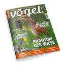 Titelbild des Magazins „Vögel“, Ausgabe Nr. 85, mit einem großformatigen Foto eines Wachtelkönigs in einer blühenden Wiese, dazu Schlagzeilen wie „Phantom der Wiese“, „Die Zahlen sind da!“, „Felsenvögel der Alpen“ und „Alles dabei – alles drin!“ sowie kleineren Bildern eines Fernglases und eines Singvogels auf einem Felsen; grün-orangefarbige Gestaltung mit weißer Schrift.