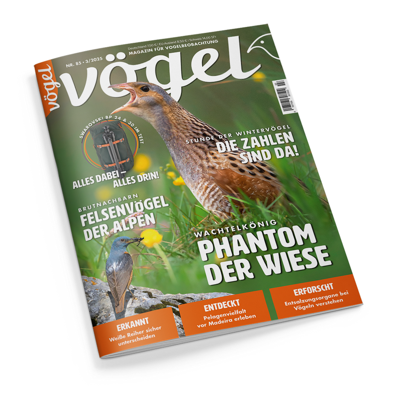 Titelbild des Magazins „Vögel“, Ausgabe Nr. 85, mit einem großformatigen Foto eines Wachtelkönigs in einer blühenden Wiese, dazu Schlagzeilen wie „Phantom der Wiese“, „Die Zahlen sind da!“, „Felsenvögel der Alpen“ und „Alles dabei – alles drin!“ sowie kleineren Bildern eines Fernglases und eines Singvogels auf einem Felsen; grün-orangefarbige Gestaltung mit weißer Schrift.