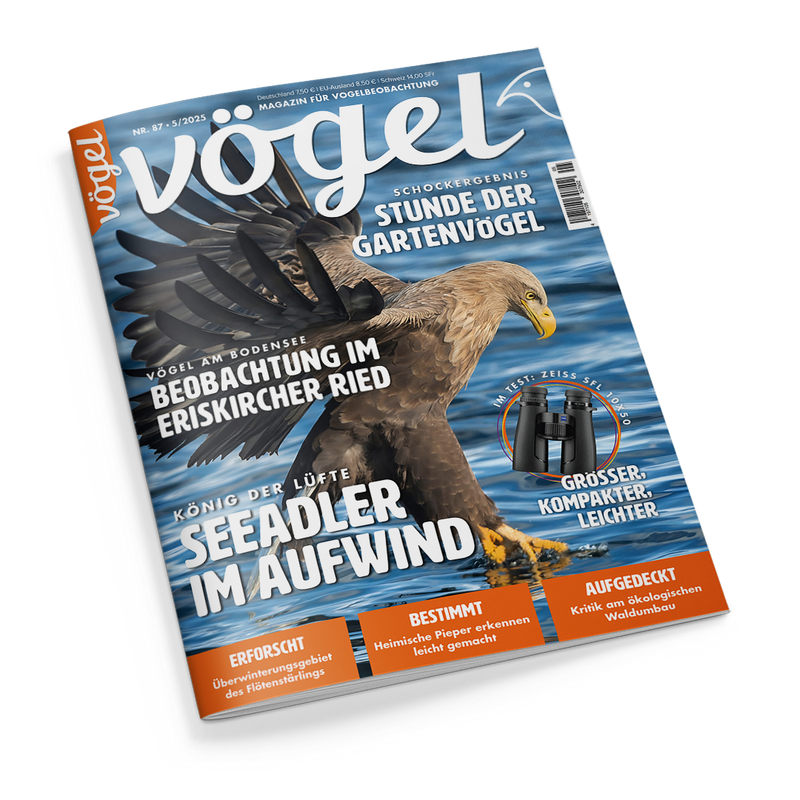 Titelbild des Magazins „Vögel“ (Ausgabe Nr. 87 / 5-2025) mit einem fliegenden Seeadler im Vordergrund vor blauem Himmel, gelbem Schnabel und gespreizten Flügeln; Hauptüberschrift: „Seeadler im Aufwind“, weitere Texte u. a.: „Beobachtung im Eriskircher Ried“, „Stunde der Gartenvögel“, „Größer, kompakter, leichter“ neben einem Bild eines Fernglases „ZEISS SFL 10x50“ sowie orangefarbene Themenbalken am unteren Rand.